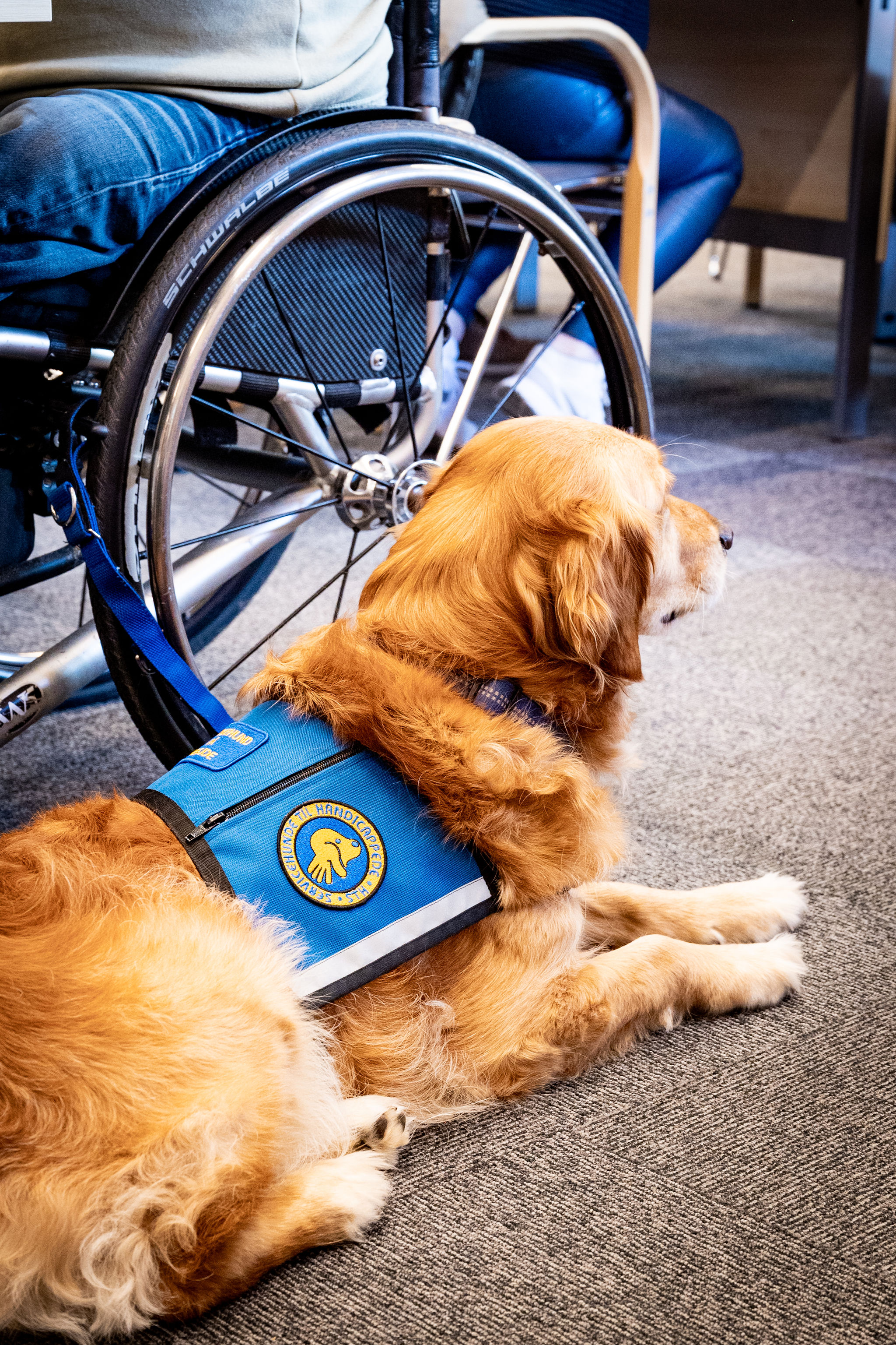 foto af servicehund med ID-vest